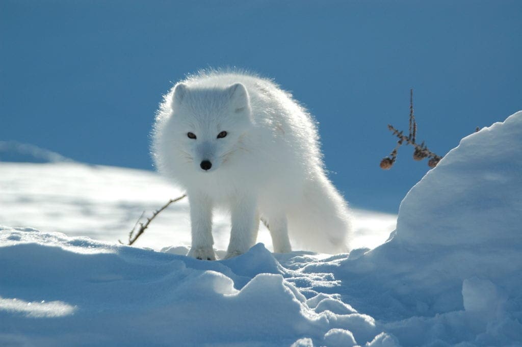 Polaris Light Beings & Arctic Elementals Image