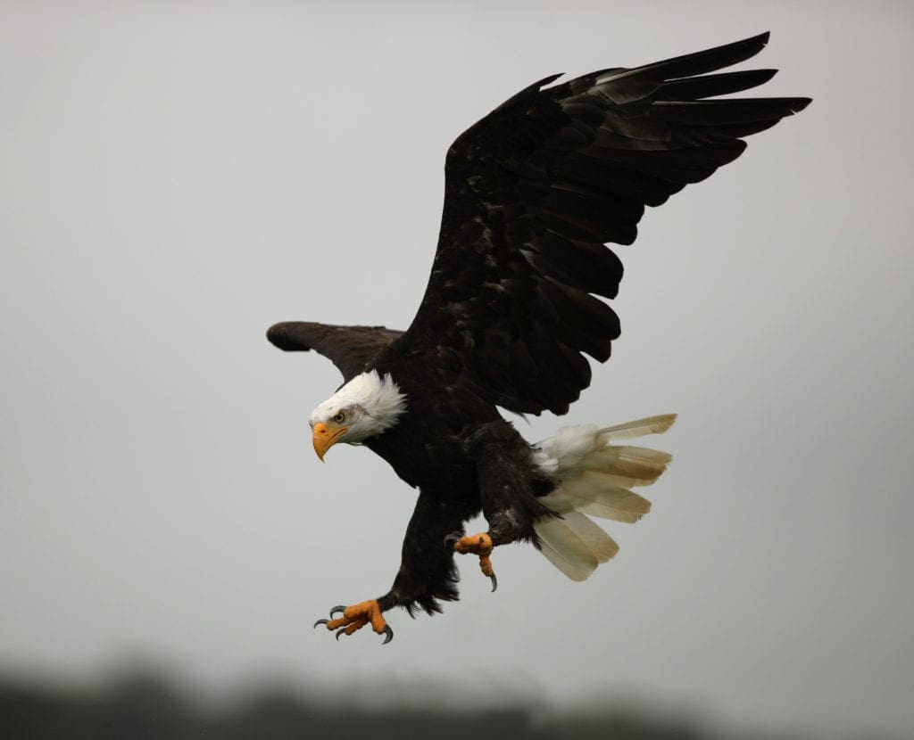 Eagle Spirit Totem Image