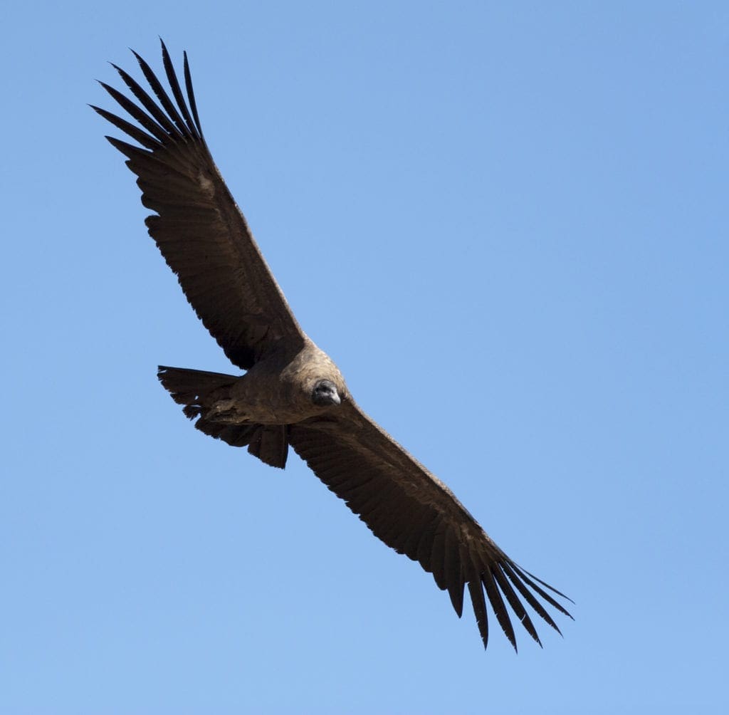 Condor Animal Spirit Guide Spirit Team Image
