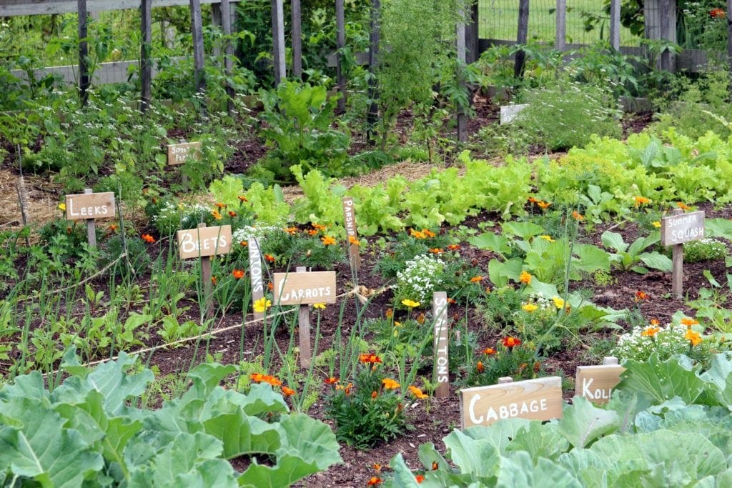 Vegetable Garden Image