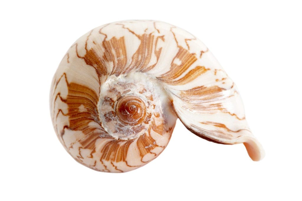 Sacred Geometry Seashell Image