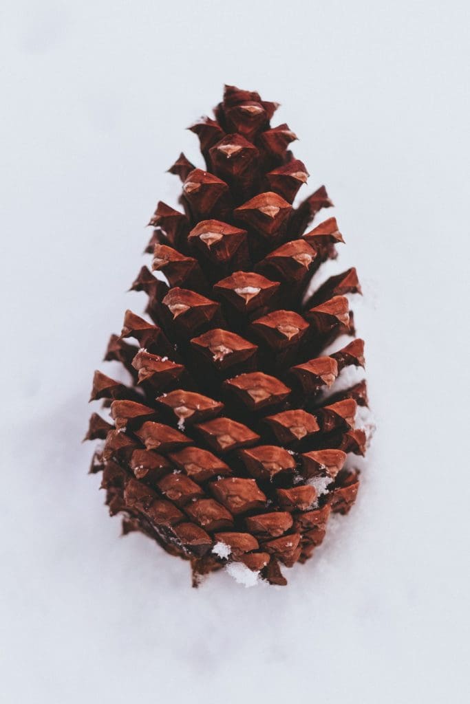 pineal gland pinecone image