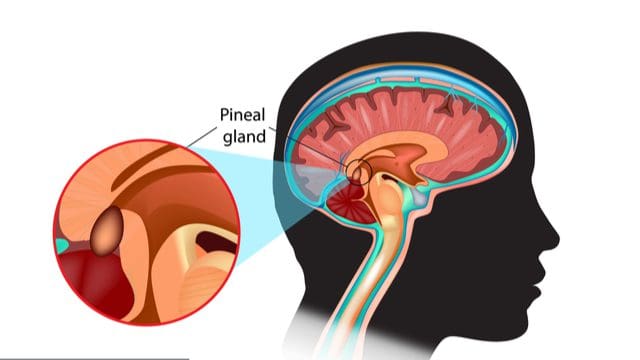 pineal gland image
