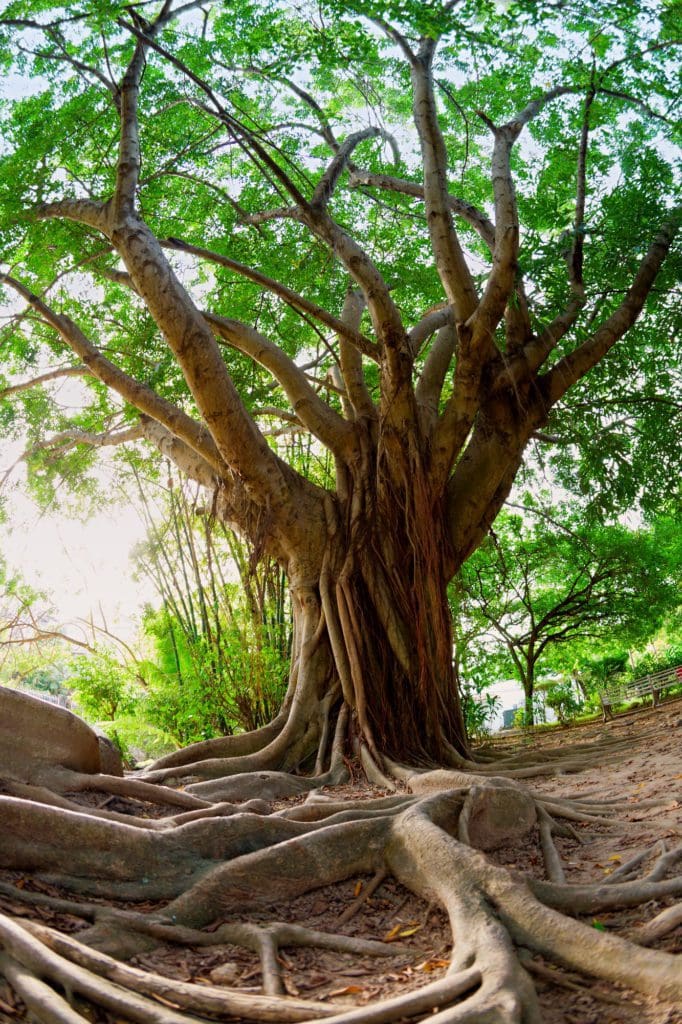 Tree Spirits roots image