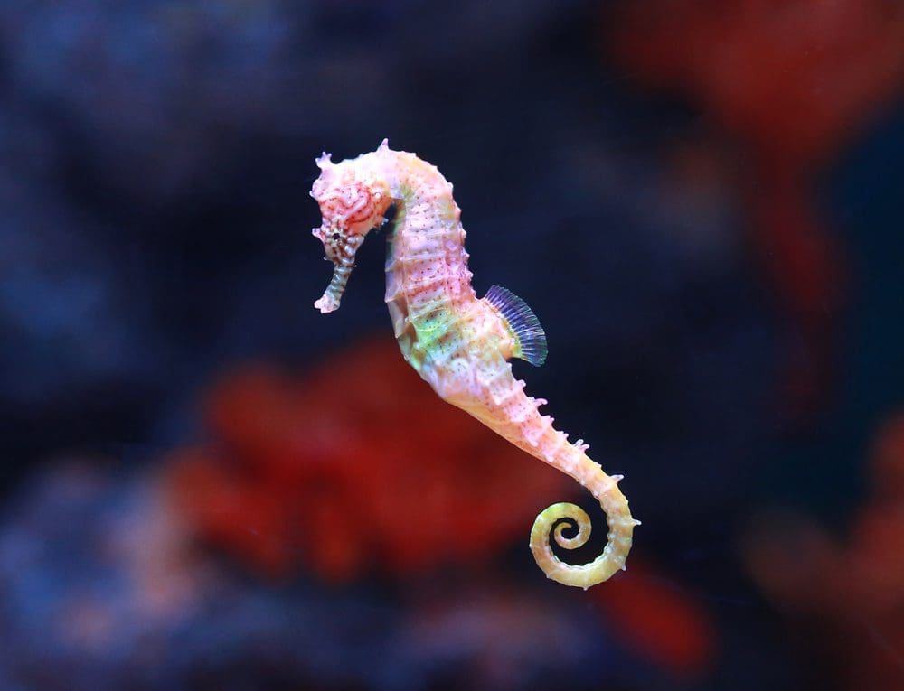 Seahorse Image