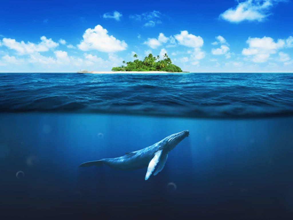Whale underwater image